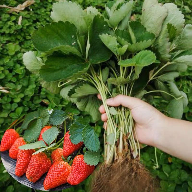 【草莓苗批发】奶油草莓四季秧苗盆栽地栽南北方种植阳台当年结果