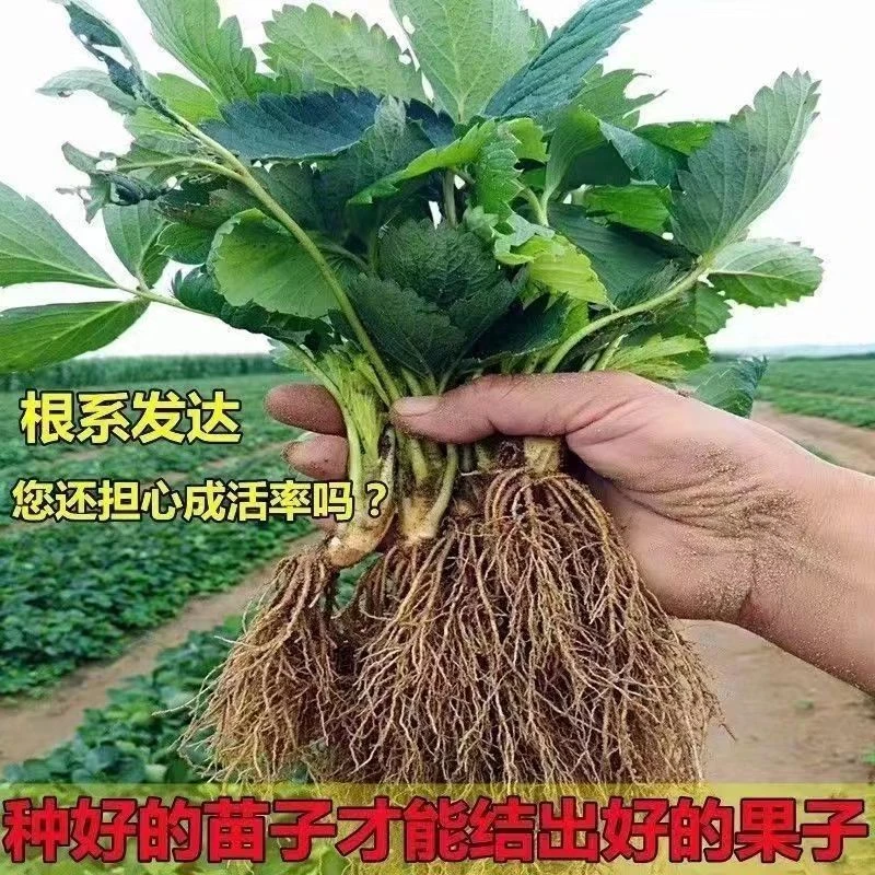 四季奶油味草莓苗盆栽露天室内可食用混合草莓种苗南北方年结