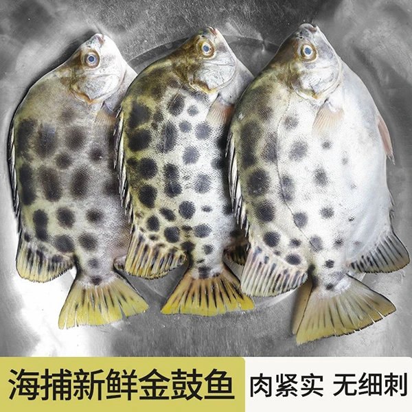 海捕野生金鼓鱼海水鱼