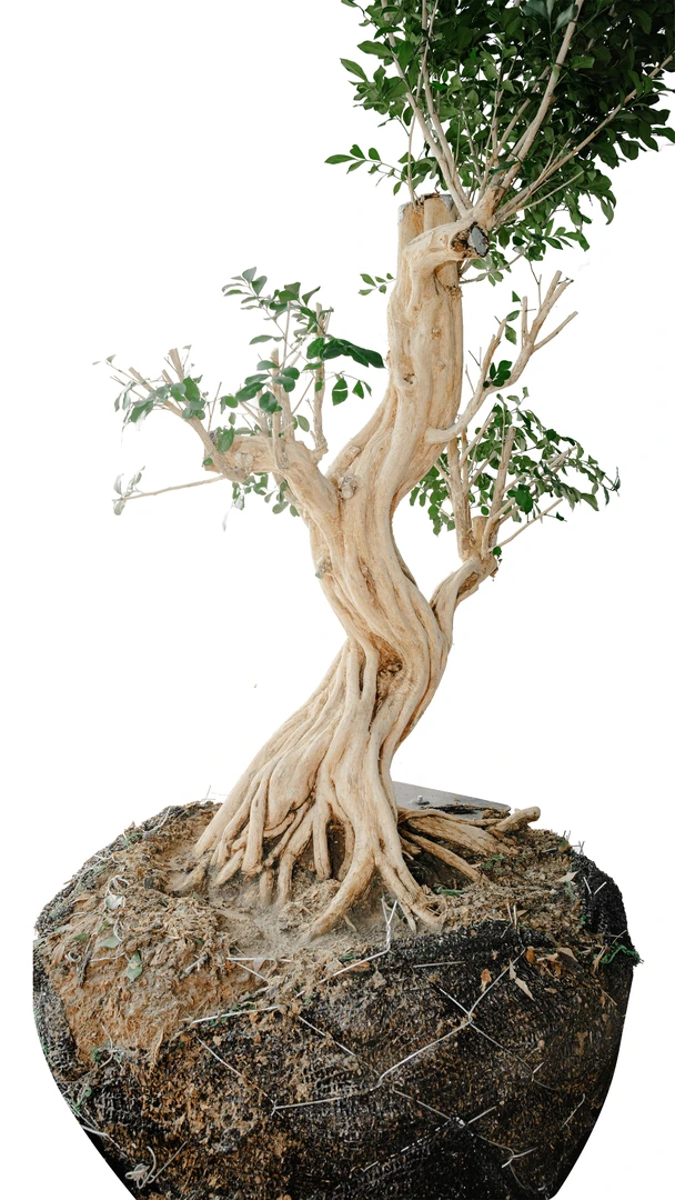 九里香老桩盆景批发 四季开花浓香型客厅阳台绿植物室内耐寒好养