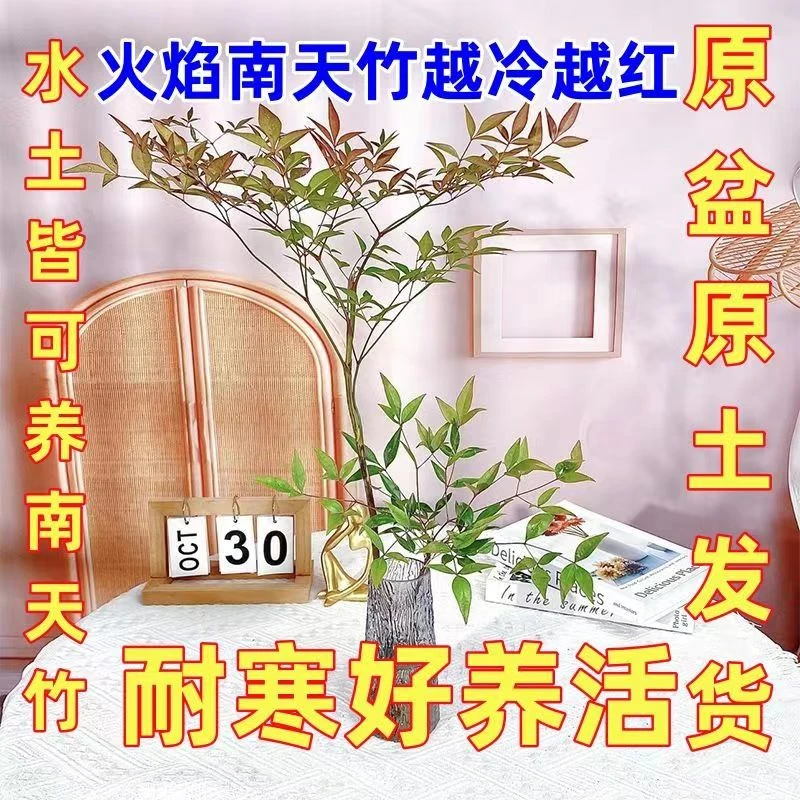 火焰南天竹盆栽鲜切枝水培植物办公室客厅室内花卉蓝天竹土培水培
