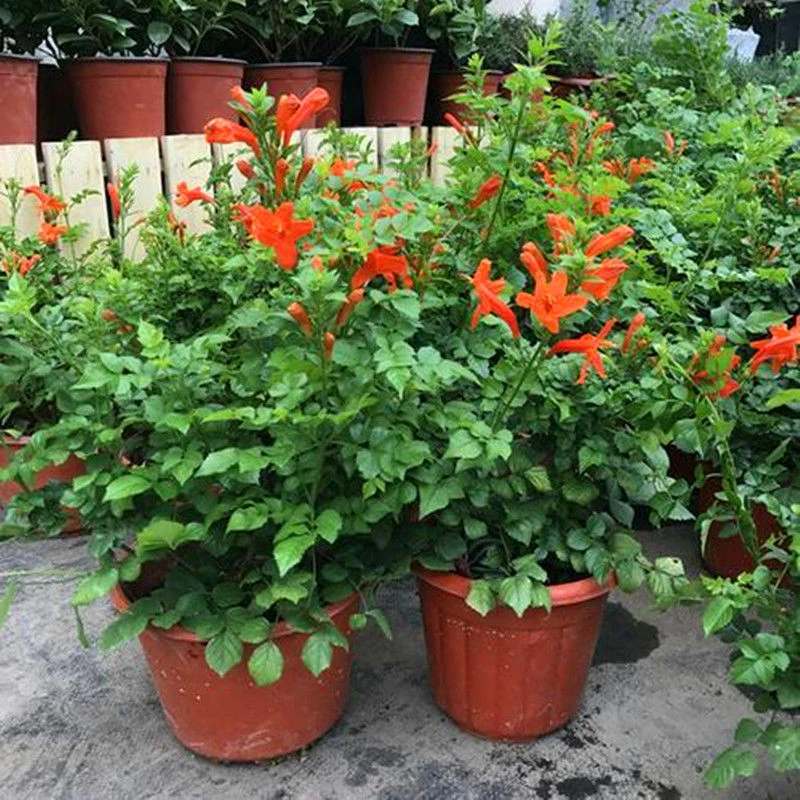 凌霄花苗盆栽爬藤植物庭院阳攀援花卉当年开花炮仗花藤本盆栽花