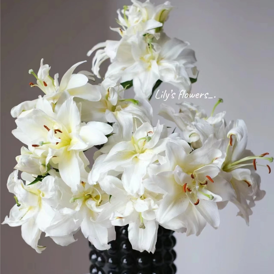 植迷不误白雪公主百合心动精选重瓣百合鲜切花云南基地发醒花