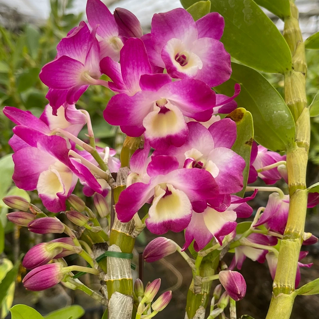 春石斛 红国王 2-3枝开花条盆栽兰花 开花爆花 花期长好养 花带香