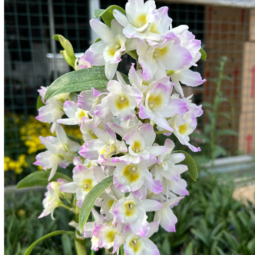 春石斛兰（甜心）盆栽兰花陆陆续续来花苞 客厅阳台好养护多年生