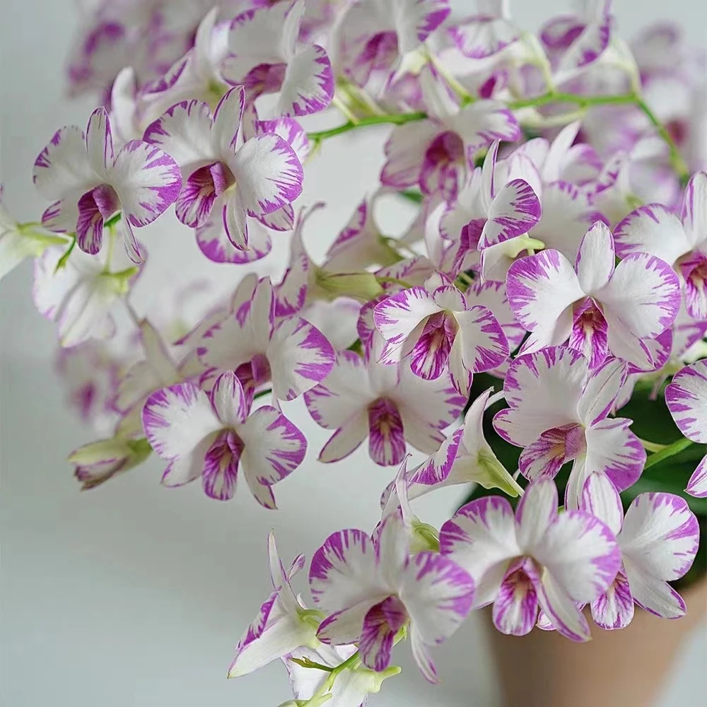 秋石斛兰（泼墨）5枝花箭盆栽兰花 窗台办公室阳台客厅好养护花卉