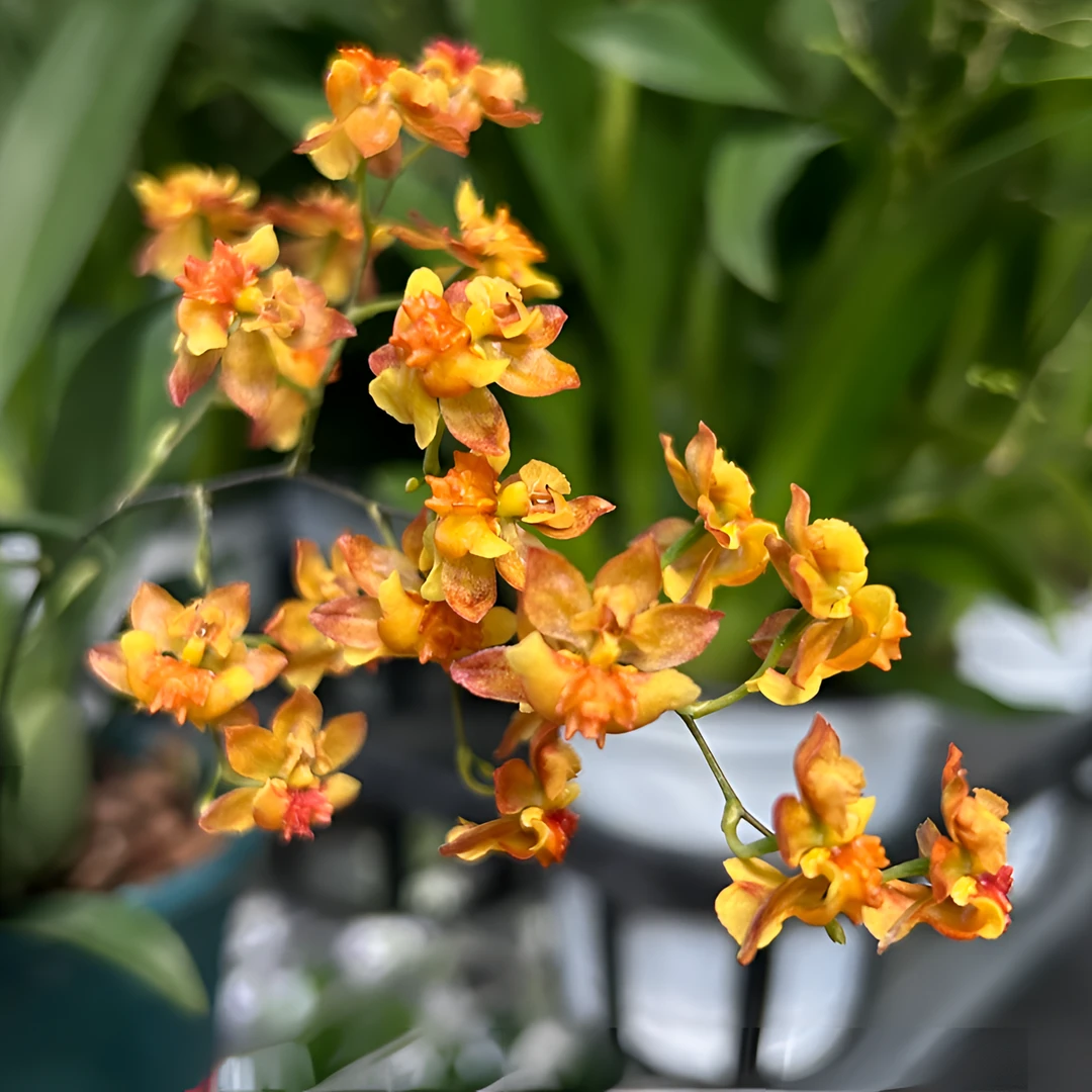 梦香兰橙色（4-6枝花剑）盆栽兰花 香水文心兰阳台客厅室内外好养护