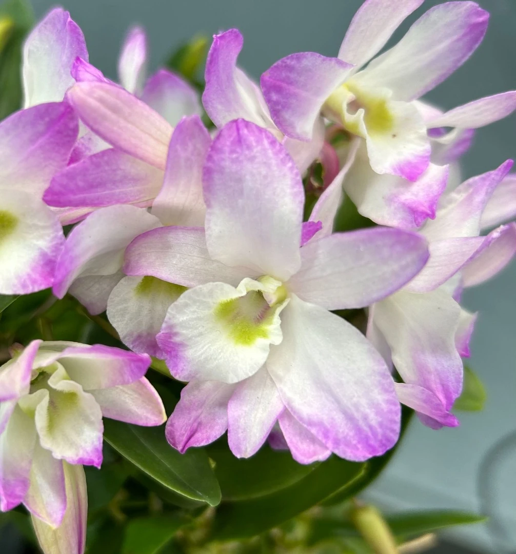 春石斛（粉樱桃）盆栽兰花  稀缺品种 开花漂亮美观 多年开花复花勤