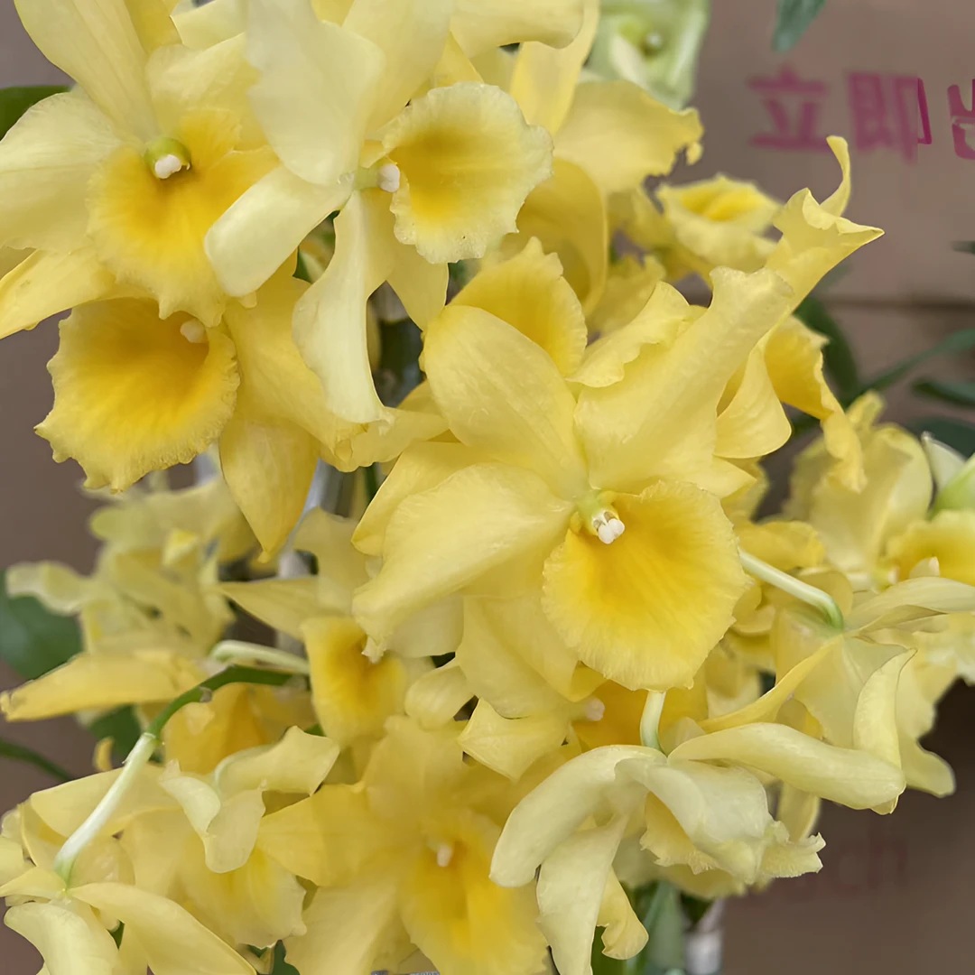 春石斛兰（糖果）爆苗盆栽兰花 稀缺品种 客厅阳光庭院室内外好养护