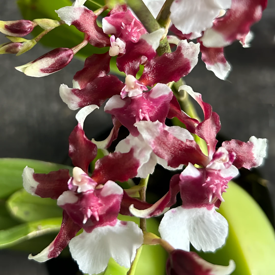 文心兰（巧克力）爆苗 盆栽兰花 开花浓香 客厅阳台室内外可养护