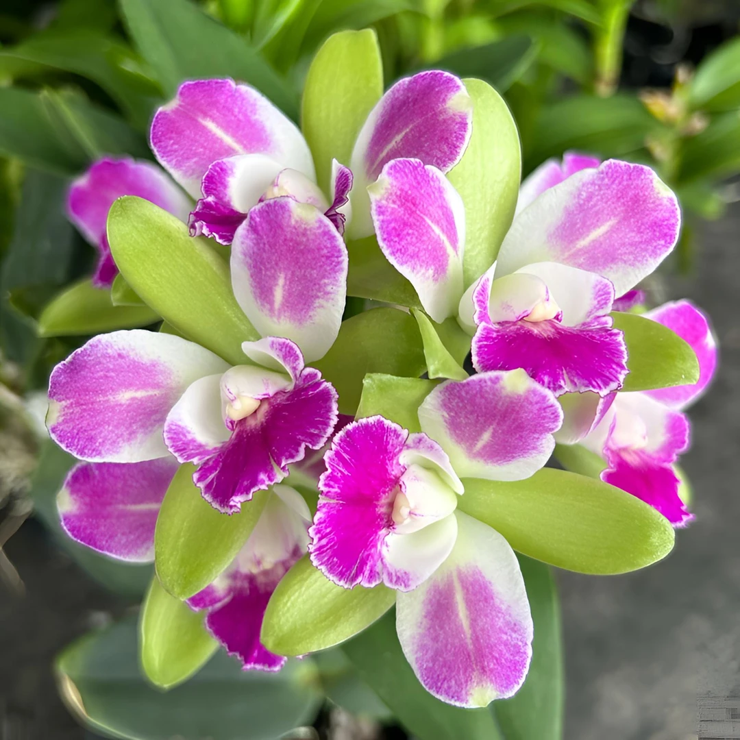 洋兰卡特兰(绿精灵苗)特价福利盆栽兰花稀少盆景客厅阳台室内外好