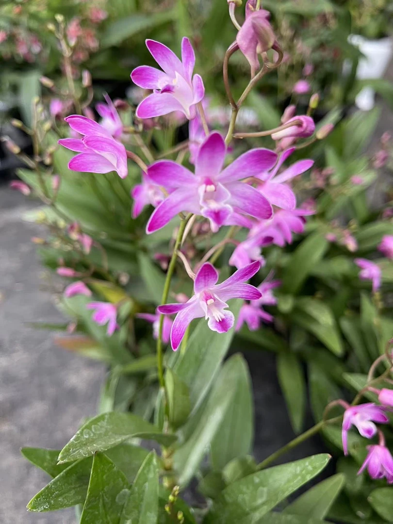 石斛兰（紫精灵）新品种盆栽兰花开花浓香花期长漂亮美观室内外可养