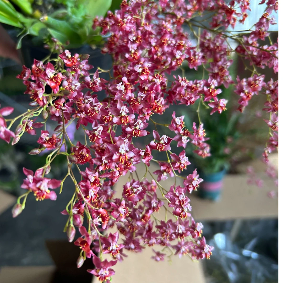 梦香兰 满堂红（4-6枝花箭 ）盆栽兰花 香水文心兰客厅阳台好养护