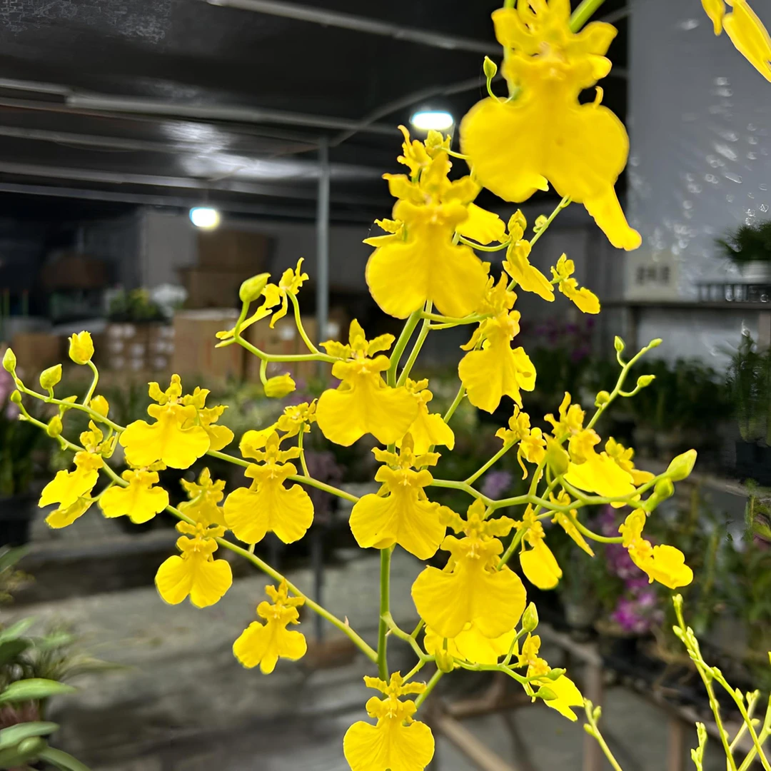 文心兰跳舞兰 柠檬黄（1支花箭）黄色开放 漂亮美观  阳台客厅好养