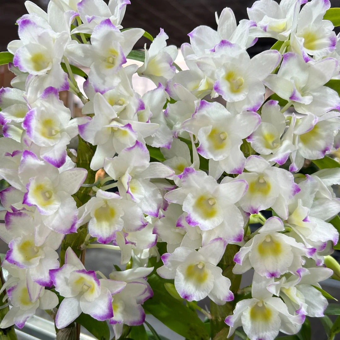 春石斛兰（甜心）3-4个开花条盆栽兰花 高品质条子粗壮 开花太美