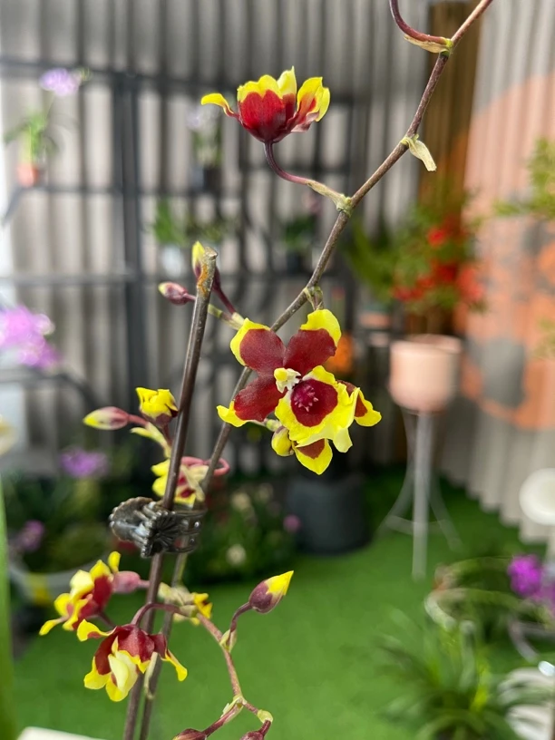 文心兰七彩狐盆栽兰花稀少品种带花剑发货花期长开放漂亮美观