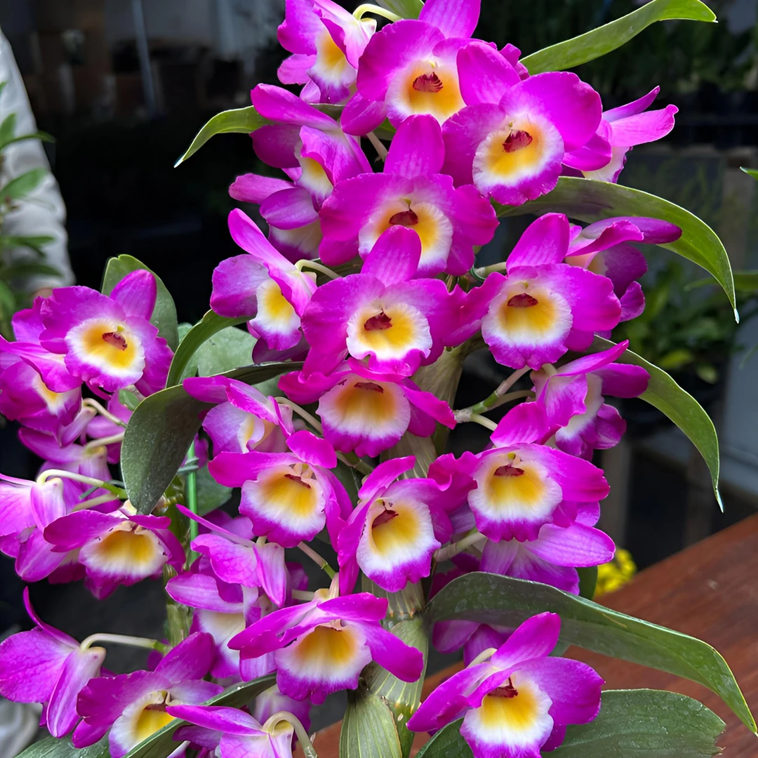春石斛 红富贵 带花苞3个开花条 盆栽兰花 开花美客厅阳台好养