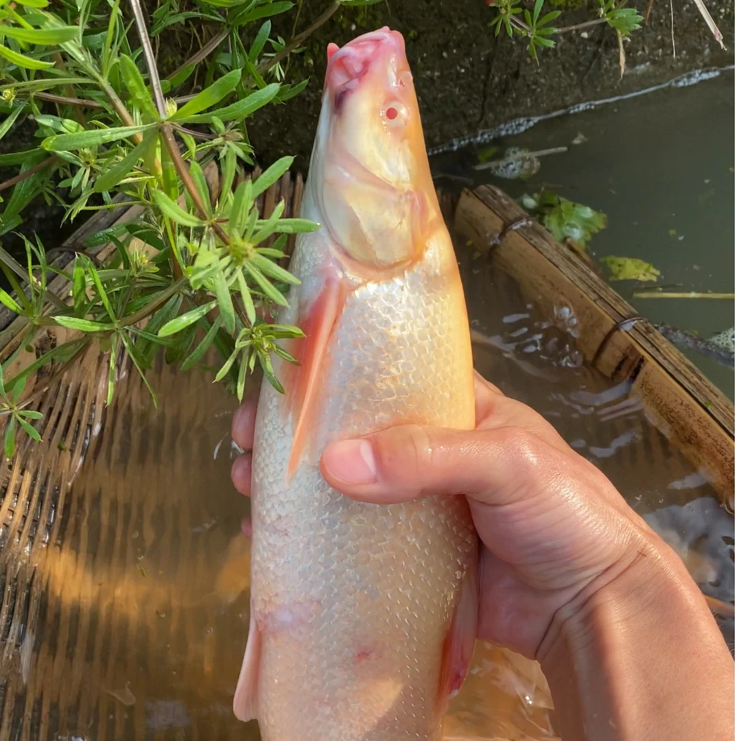 红眼银鳕鱼苗 白子招财龙 观赏鱼缸鱼塘养殖