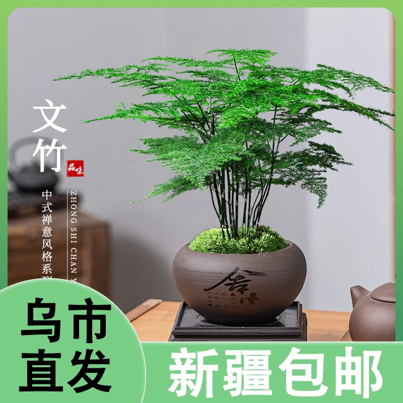 【新疆包邮】文竹盆栽室内绿植盆景客厅办公室桌面花卉四季常青