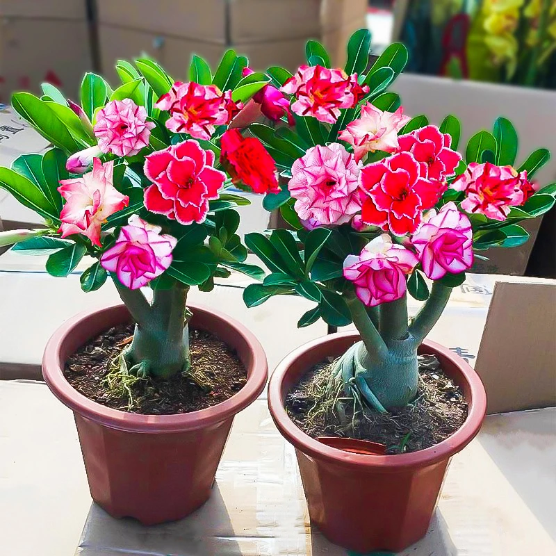 【乌市直发】沙漠玫瑰小盆景花苗盆栽四季花卉绿植物老桩室内阳台