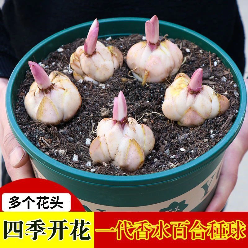 【新疆包邮】香水百合花种球带芽大球百合花种子花卉植物室内盆栽