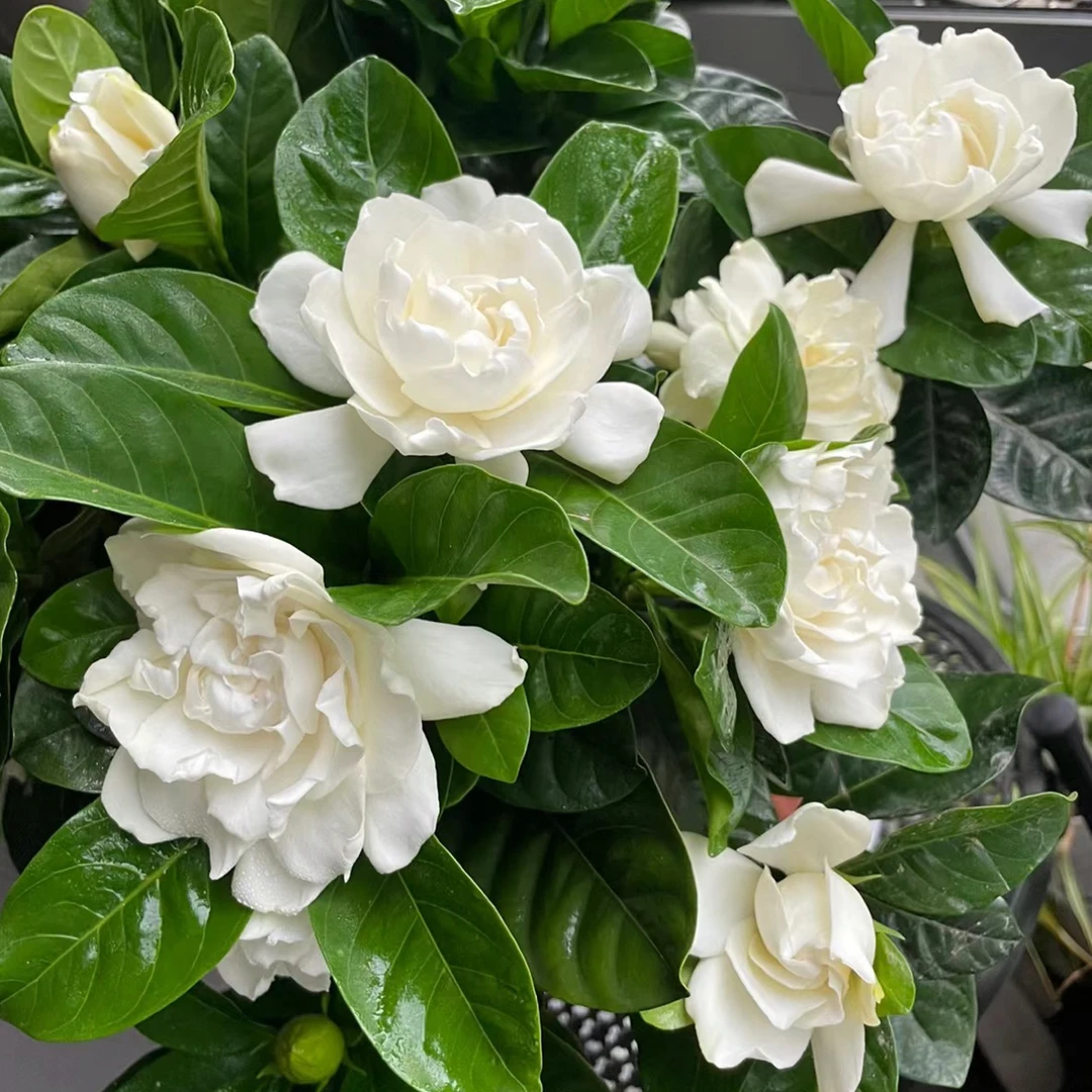 新疆包邮 栀子花 带花苞发货 盆栽 栀子花
