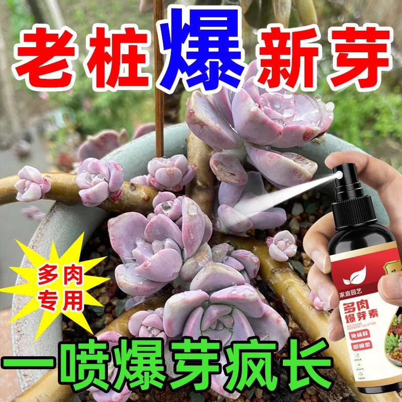 【老桩爆新芽】多肉爆芽素爆头爆侧芽催芽剂叶插群生爆盆增肥增色
