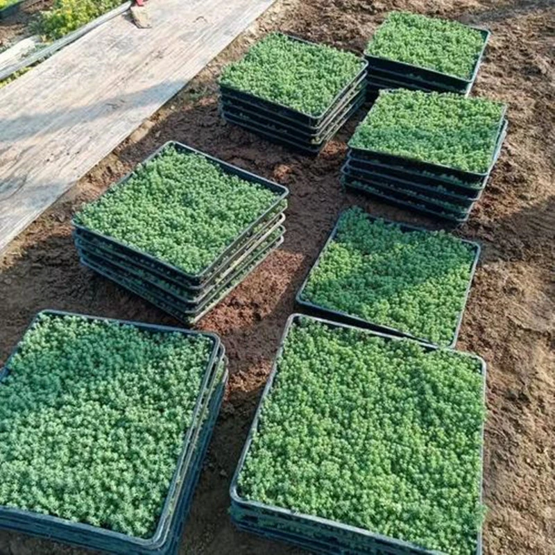 中华景天薄雪万年草多年生地被花镜植物耐寒精致盆栽庭院花园别墅
