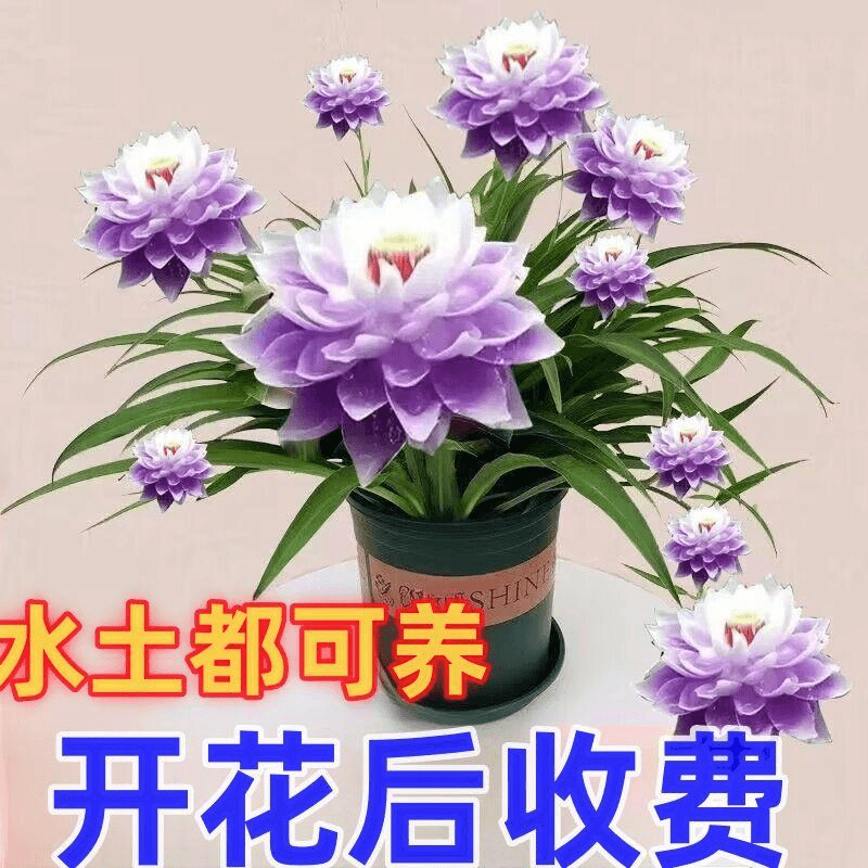 超长耐寒花期莲花球根驱蚊虫花卉大全阳台水养土养浓香型盆栽绿植
