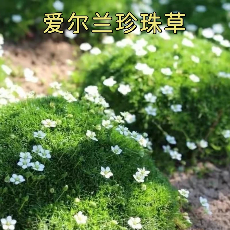 爱尔兰珍珠草苔藓草四季常绿草坪多年生耐寒耐旱庭院盆栽绿化宿根