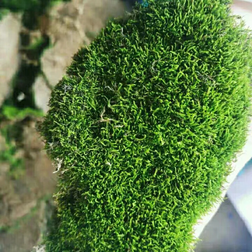 鲜活苔藓微景观盆景盆栽水陆缸造景青苔带土短绒藓假山草diy材料