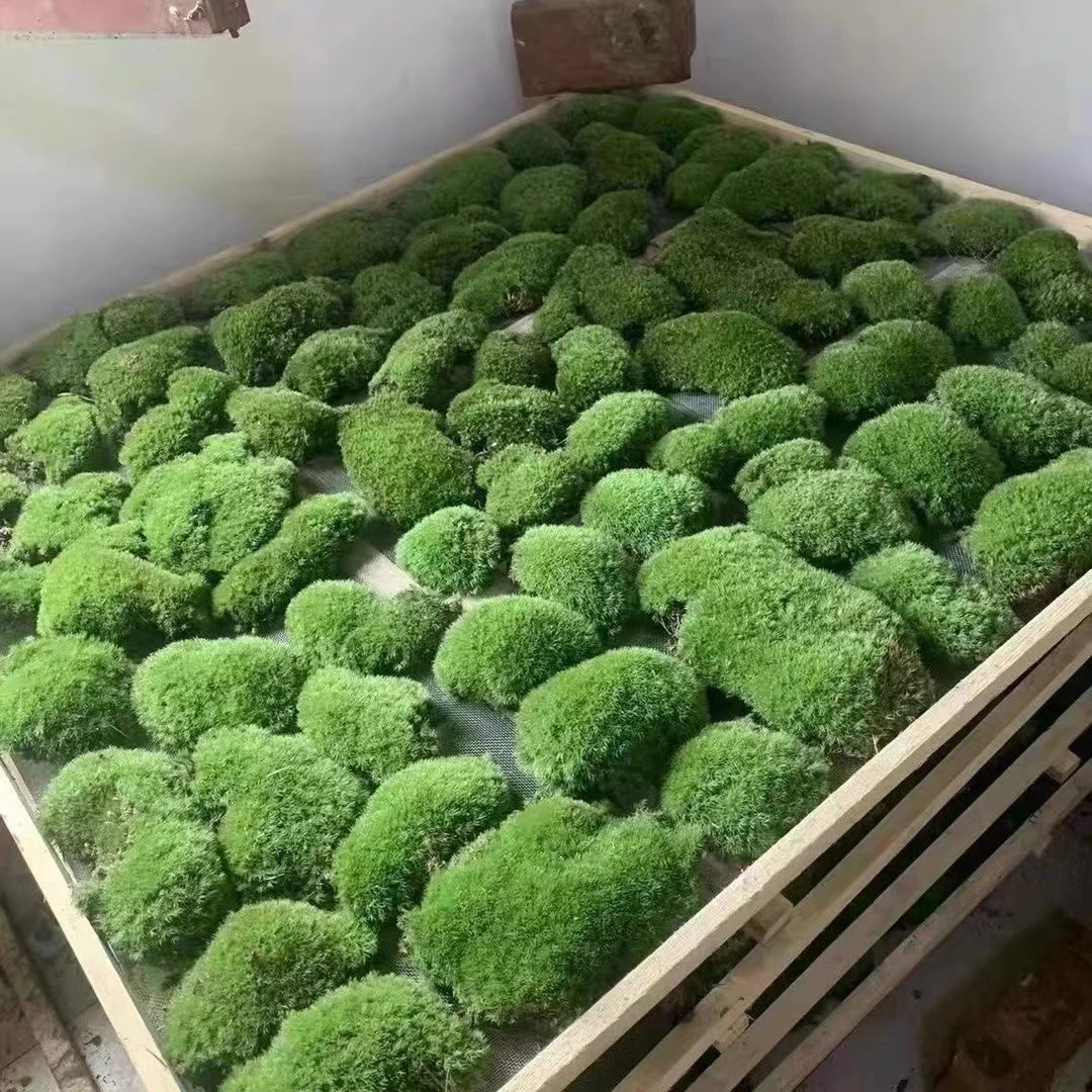 鲜活苔藓微景观盆景盆栽铺面青苔植物白发藓假山草水陆缸造景材料