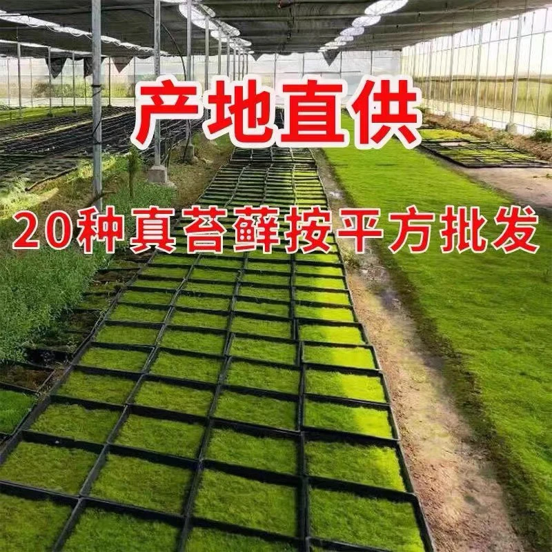鲜活青苔苔藓微景观盆景铺面庭院装饰白发植物雨林水陆缸造景平方