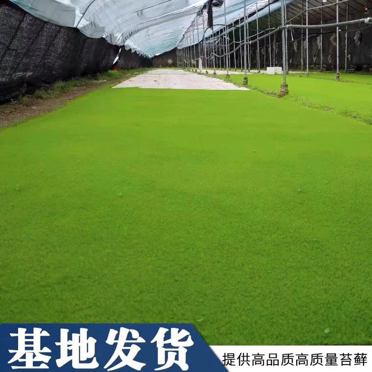 人工培育鲜活纱布苔藓 庭院造景吸水石青苔 盆栽植物短绒苔藓盆景
