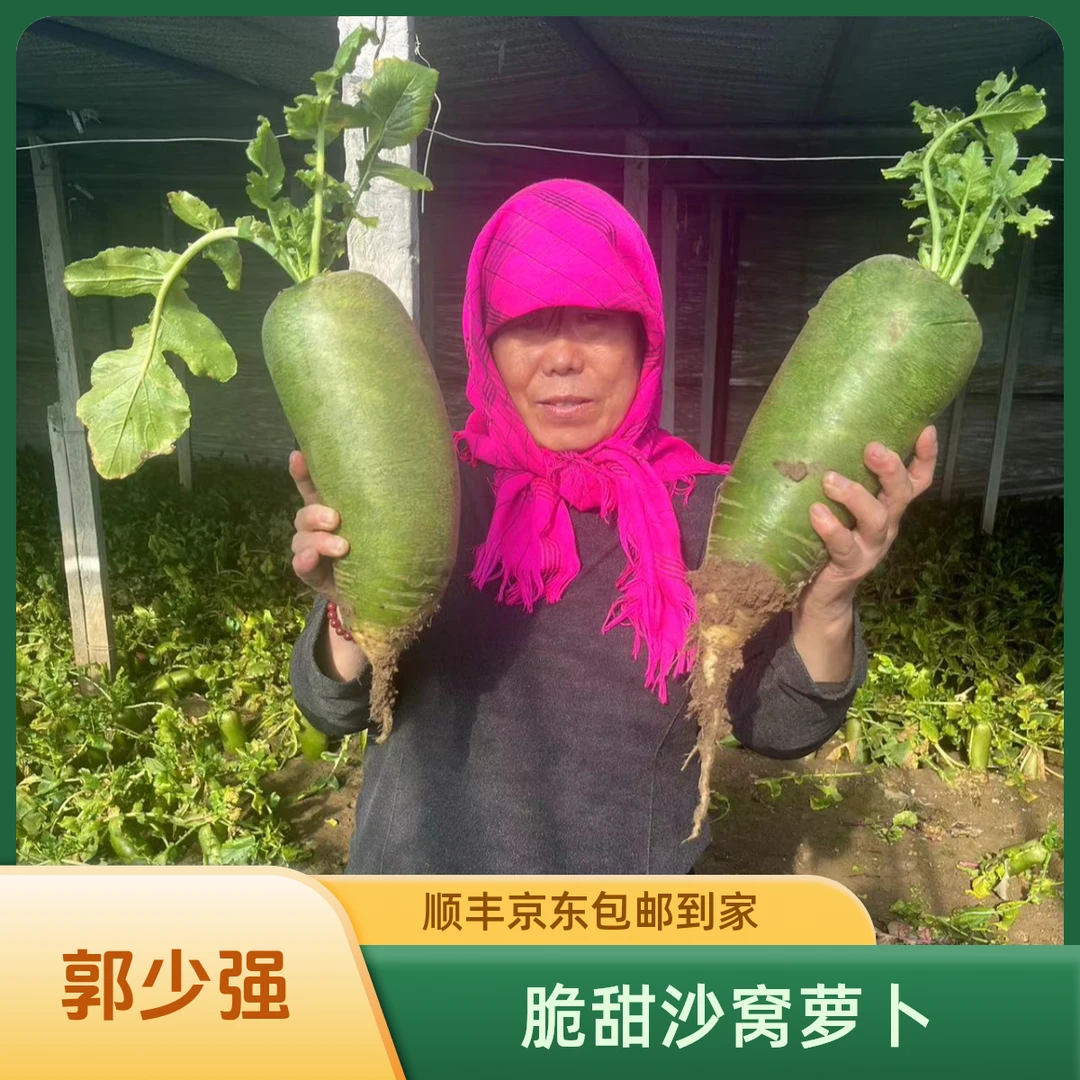 天津沙窝萝卜（天星2号）脆甜多汁青萝卜京东包邮到家