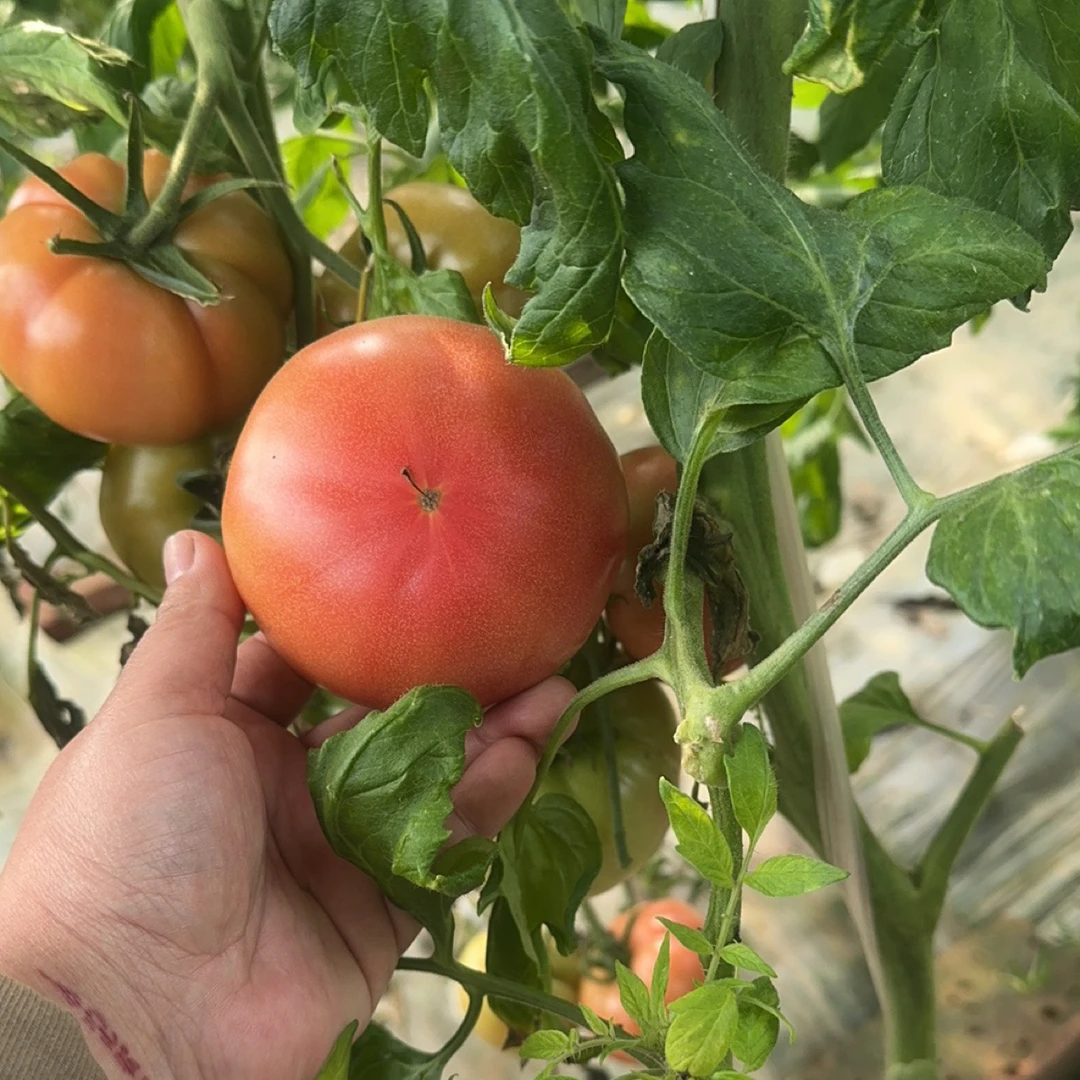 老味沙瓤西红柿本地洋白菜绿心黄瓜（混拼）5斤