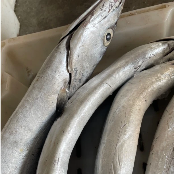 吕四流网老鹰带（鲜品现场称重）