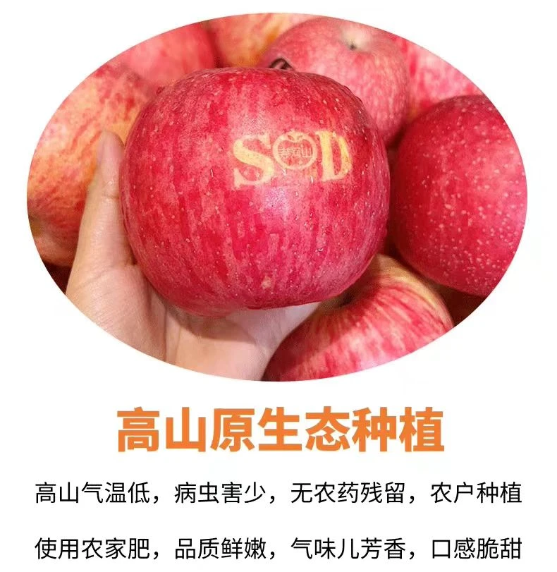 正宗灵宝寺河山红富士7kg脆甜多汁香甜可口果园直发坏果包赔
