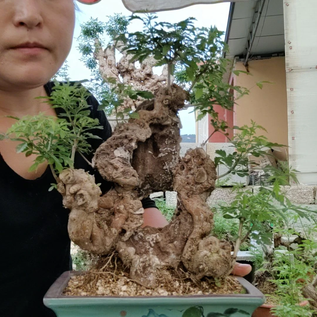 红陶20CM（含）-50CM（不含）川**仔