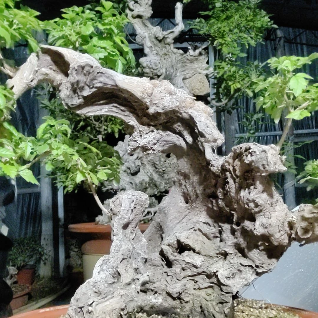 红陶20CM（含）-50CM（不含）农***森