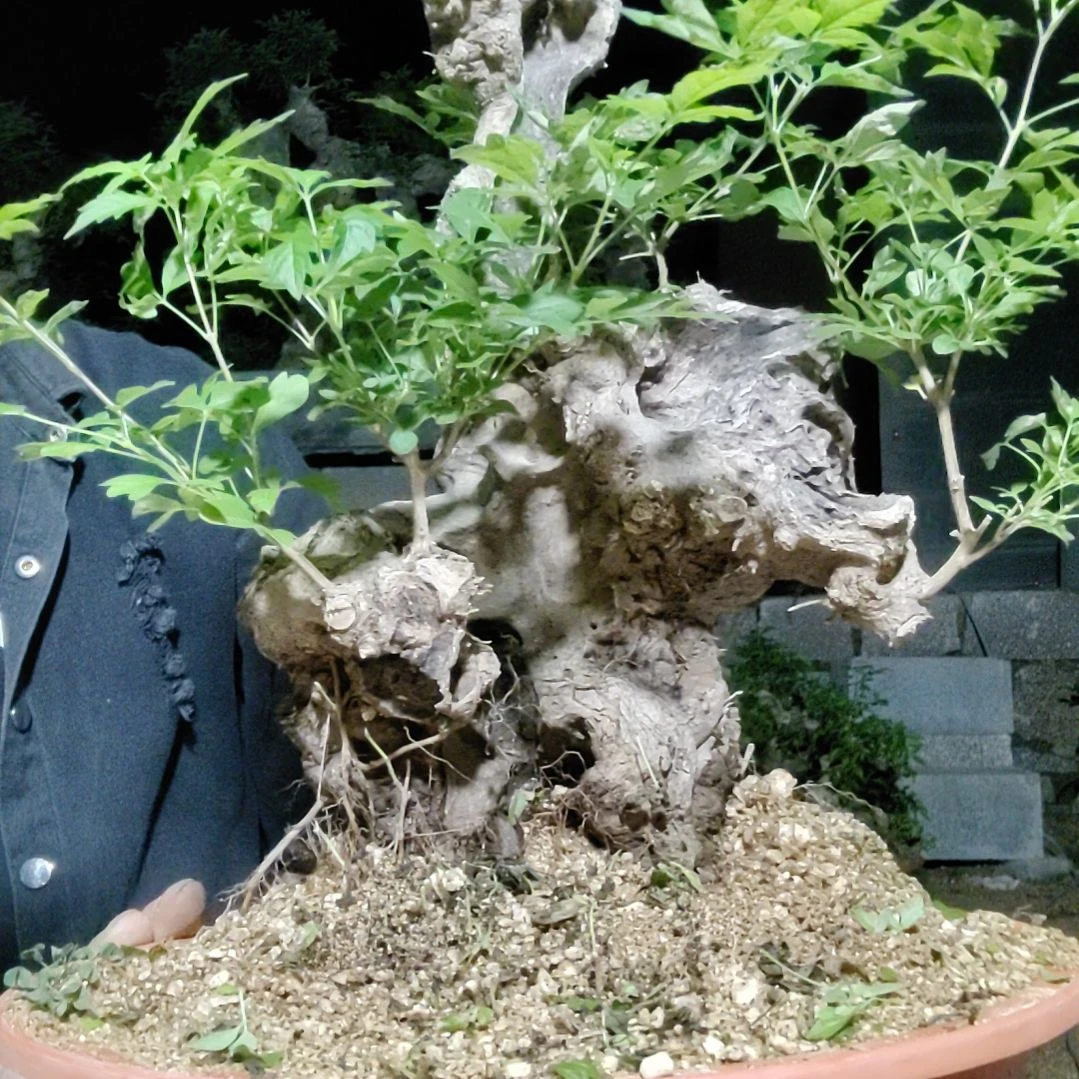 红陶20CM（含）-50CM（不含）鑫****）
