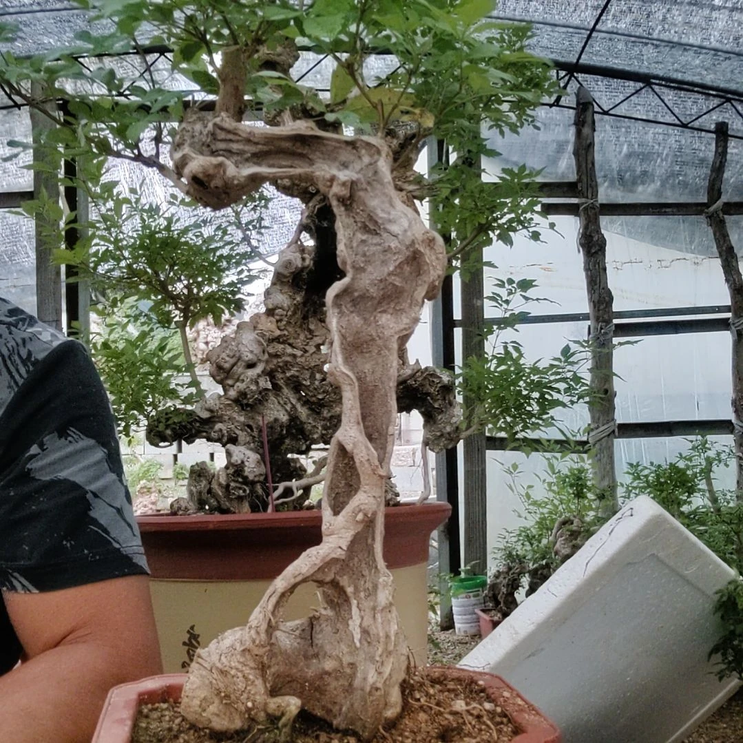 红陶20CM（含）-50CM（不含）H**X