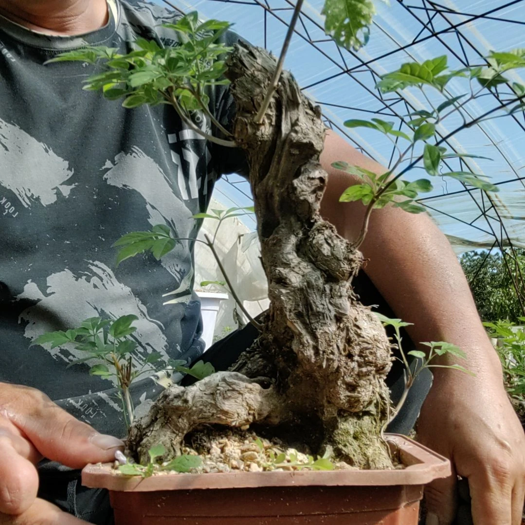 红陶20CM（含）-50CM（不含）红*