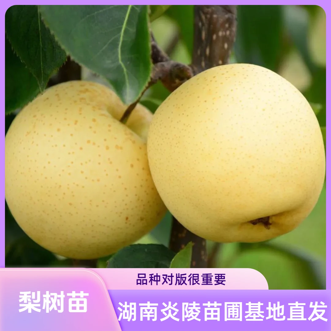 翠冠梨 梨树苗 根部裸根发货