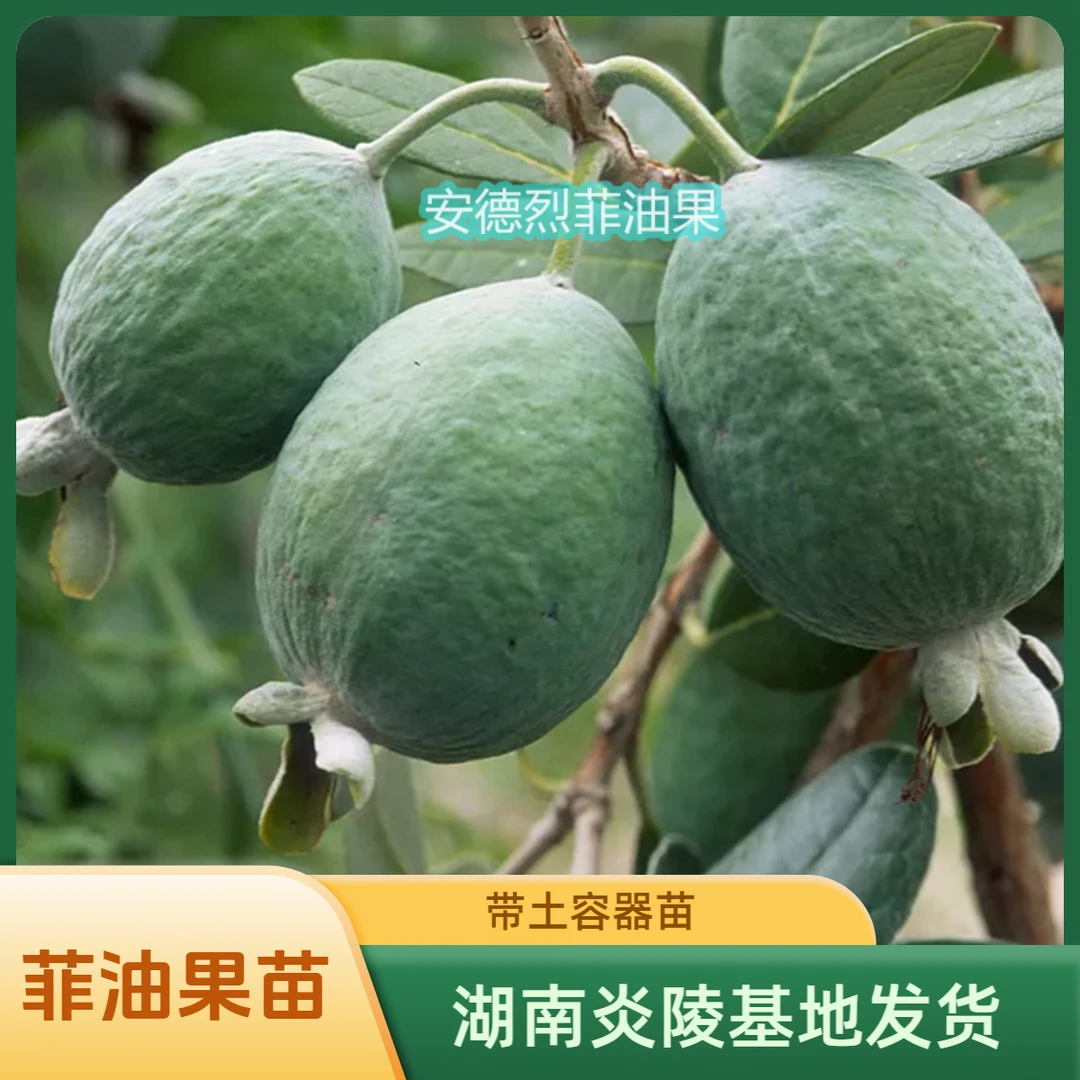 菲油果树苗容器苗 安德烈菲油果