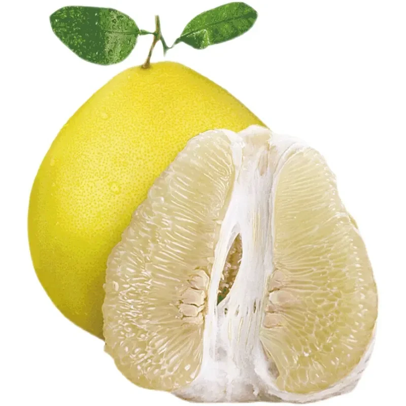 冰糖柚苗 带土杯苗 纯甜无酸 丰产 湖南炎陵发货