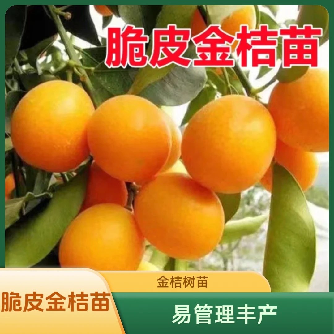脆皮金桔树苗2代 金桔树苗 正宗融安金橘很丰产