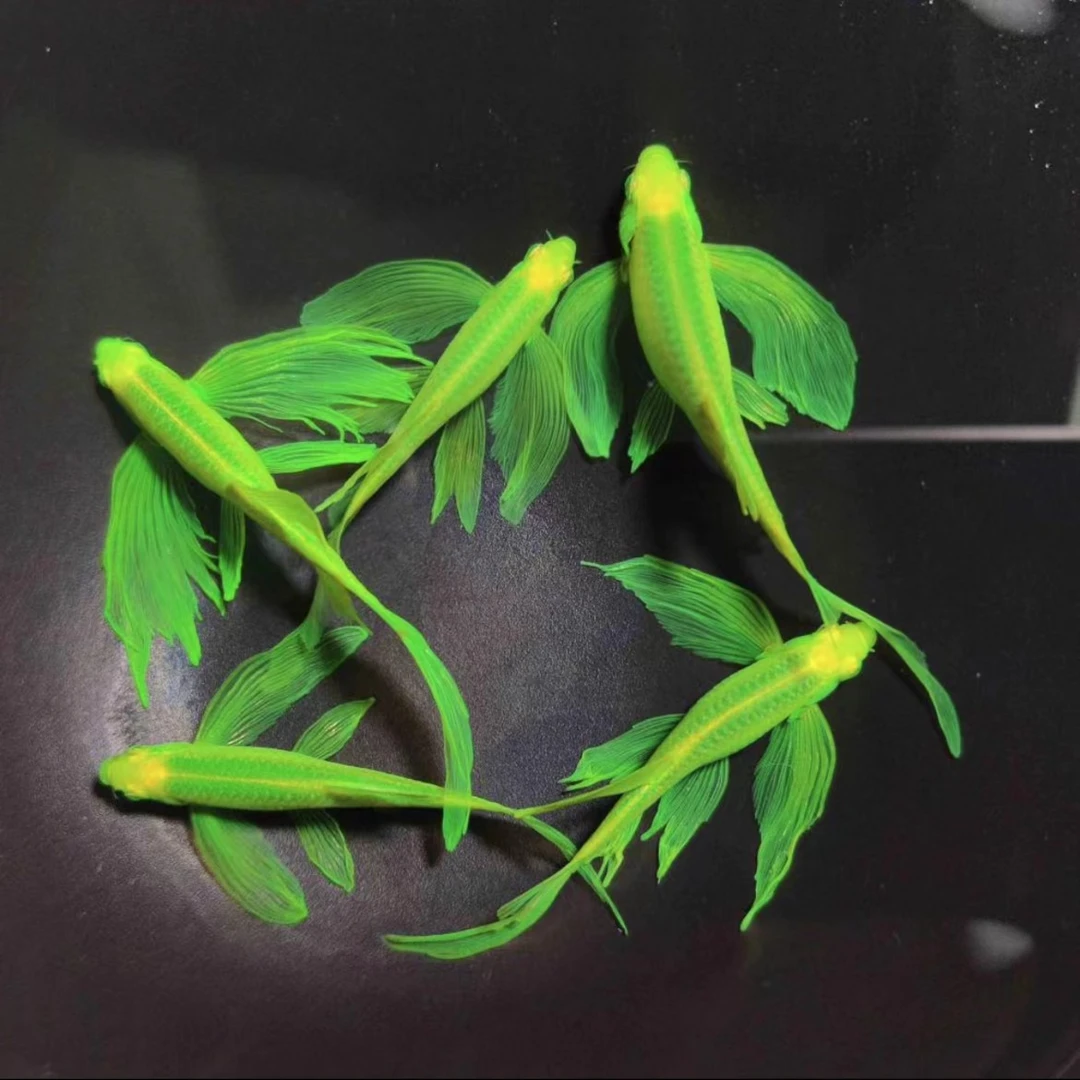 蝶翼斑马种鱼合集发货养鱼母鱼孕母 热带观赏鱼绿翡翠蝶翼斑马