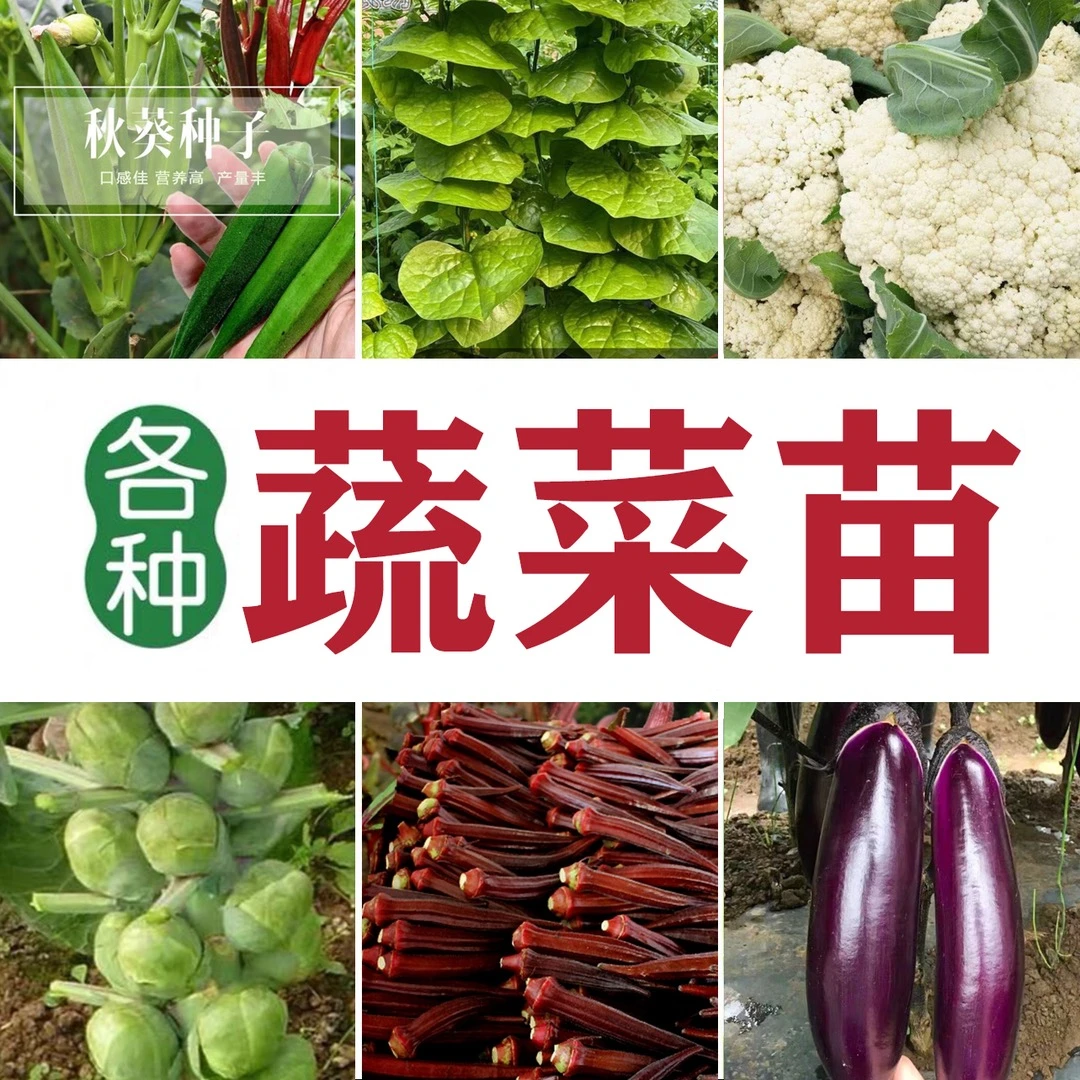 各类蔬菜苗子 茄子 青菜 向日葵等各类青菜苗子阳台庭院种植简单