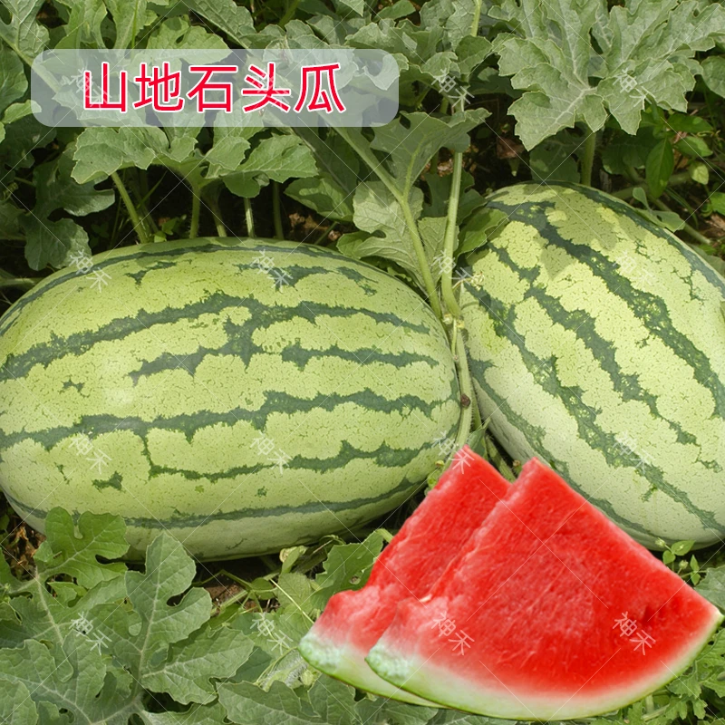西瓜种子正宗宁夏中卫硒砂山地石头瓜高产高糖超甜懒汉大西瓜红色